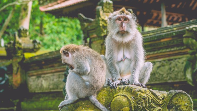 monkey-forest-in-bali