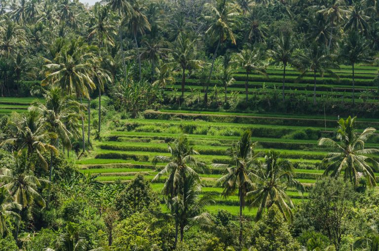rice-field-and-palm-trees