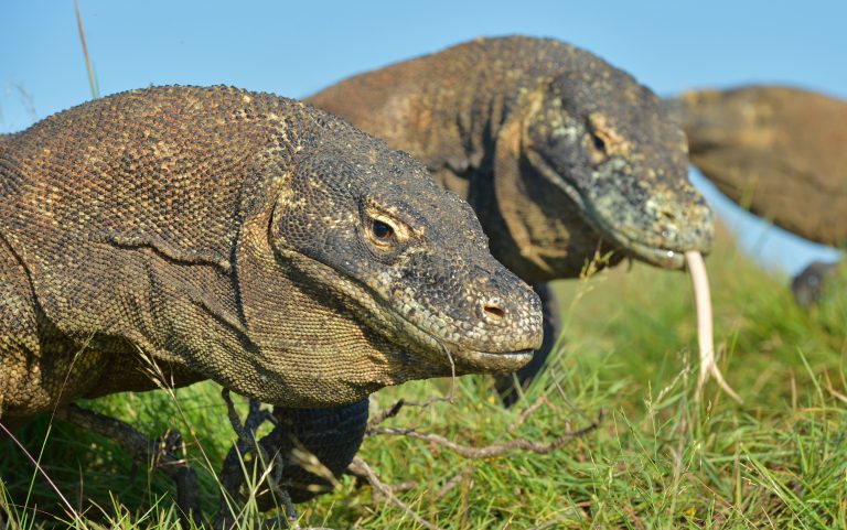 komodo-dragons