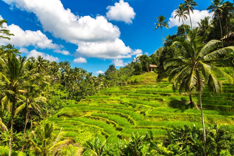 tegallalang-rice-terrace-on-bali